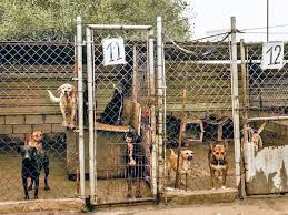 FLOKIIIIII